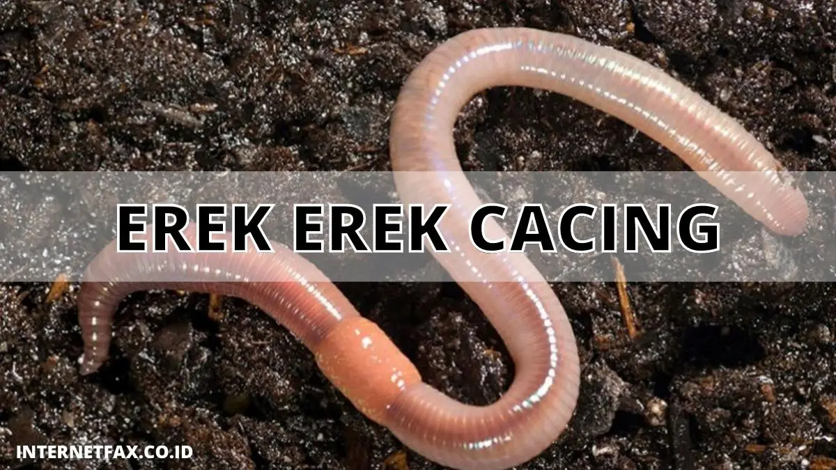 Erek Erek Cacing