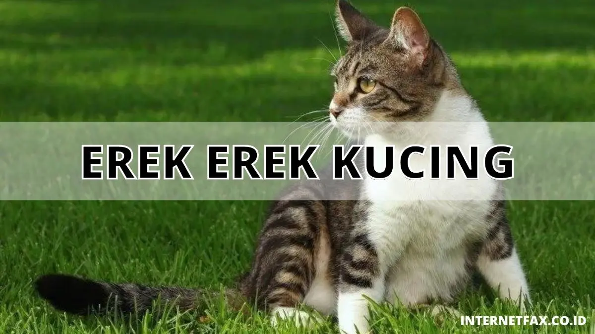 Erek Erek Kucing