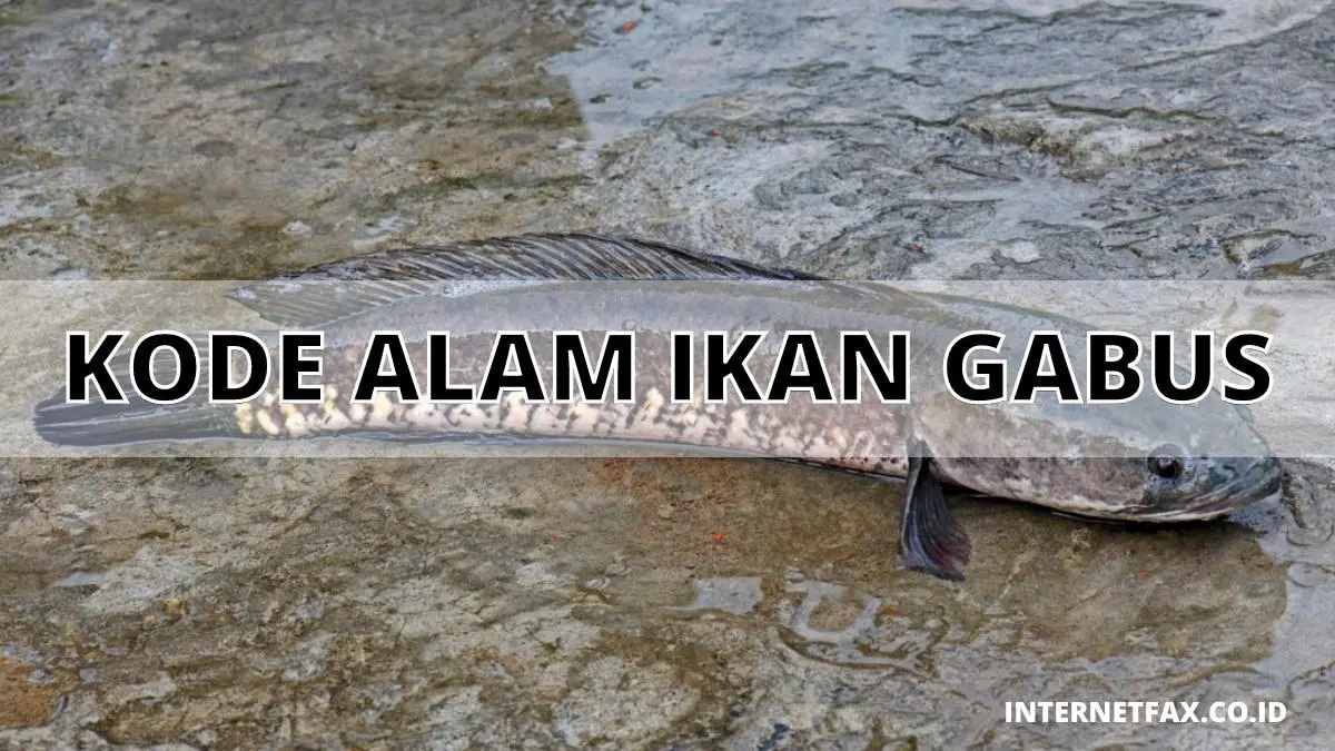 Kode Alam Ikan Gabus