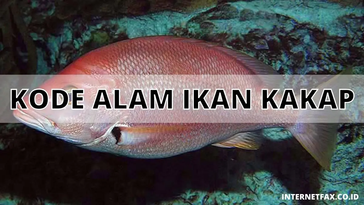 Kode Alam Ikan Kakap