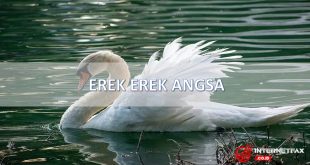erek erek angsa