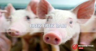 erek erek babi