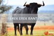 erek erek banteng