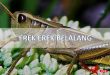 erek erek belalang