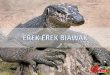erek erek biawak