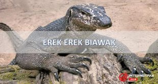 erek erek biawak