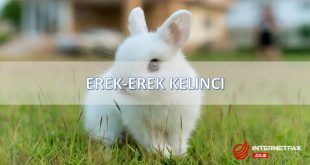 erek erek kelinci