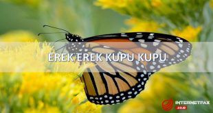 erek erek kupu kupu