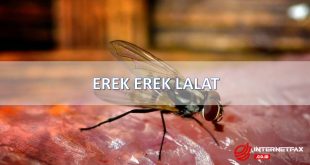 erek erek lalat