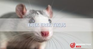 erek erek tikus