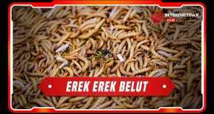 erek erek belatung
