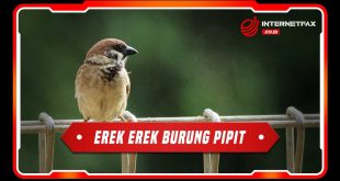 erek erek burung pipit