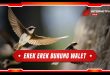 erek erek burung walet