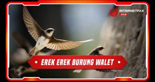 erek erek burung walet