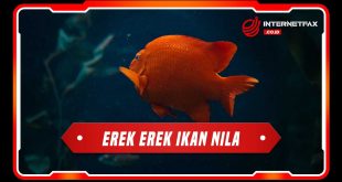 erek erek ikan nila