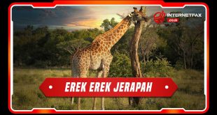 erek erek jerapah