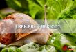 erek erek bekicot