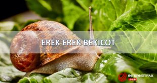 erek erek bekicot
