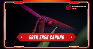 erek erek capung