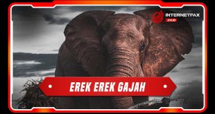erek erek gajah