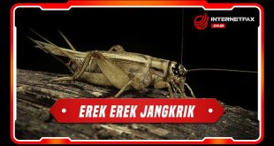 erek erek jangkrik