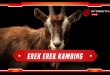 erek erek kambing