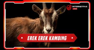 erek erek kambing