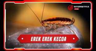 erek erek kecoa