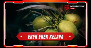 erek erek kelapa