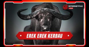 erek erek kerbau