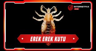 erek erek kutu