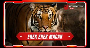 erek erek macan
