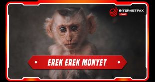 erek erek monyet