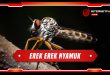 erek erek nyamuk