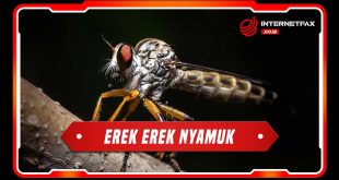 erek erek nyamuk