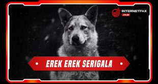 erek erek serigala