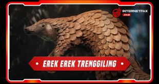 erek-erek-trenggiling