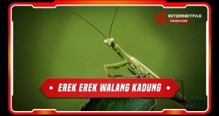 erek erek walang kadung
