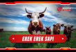 erek erek sapi