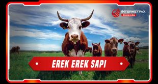 erek erek sapi