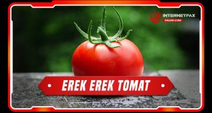erek erek tomat